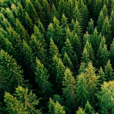 Vogelperspektive über einem Wald